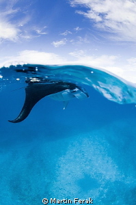 Feeding manta by Martin Ferak 
